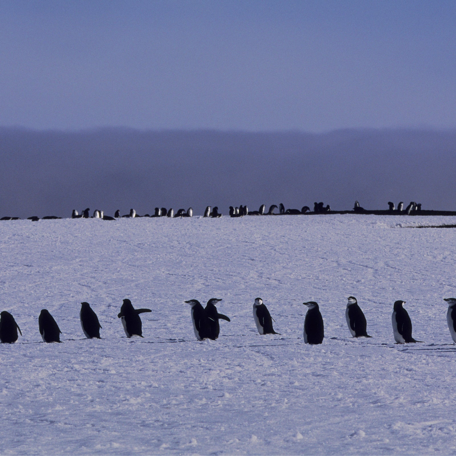 Iconic penguin colony sees population collapse, study finds