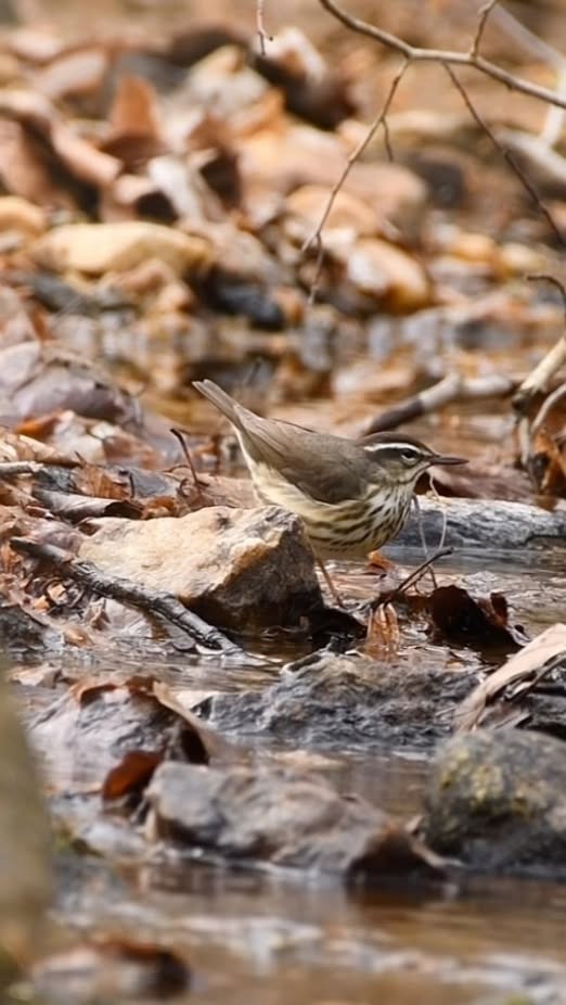 Waterthrush displays natural behavior in the wild