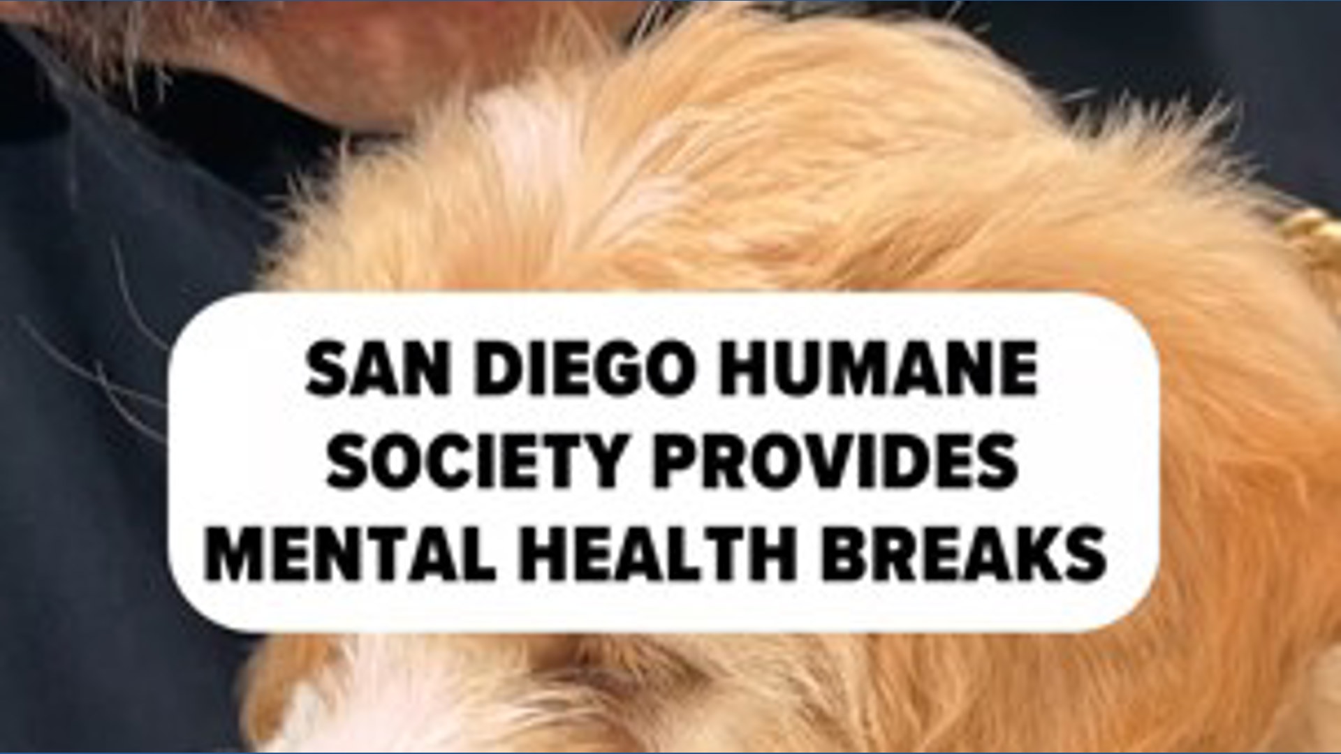 Piglets, puppies & Janet Jackson: SD Humane Society providing mental ...