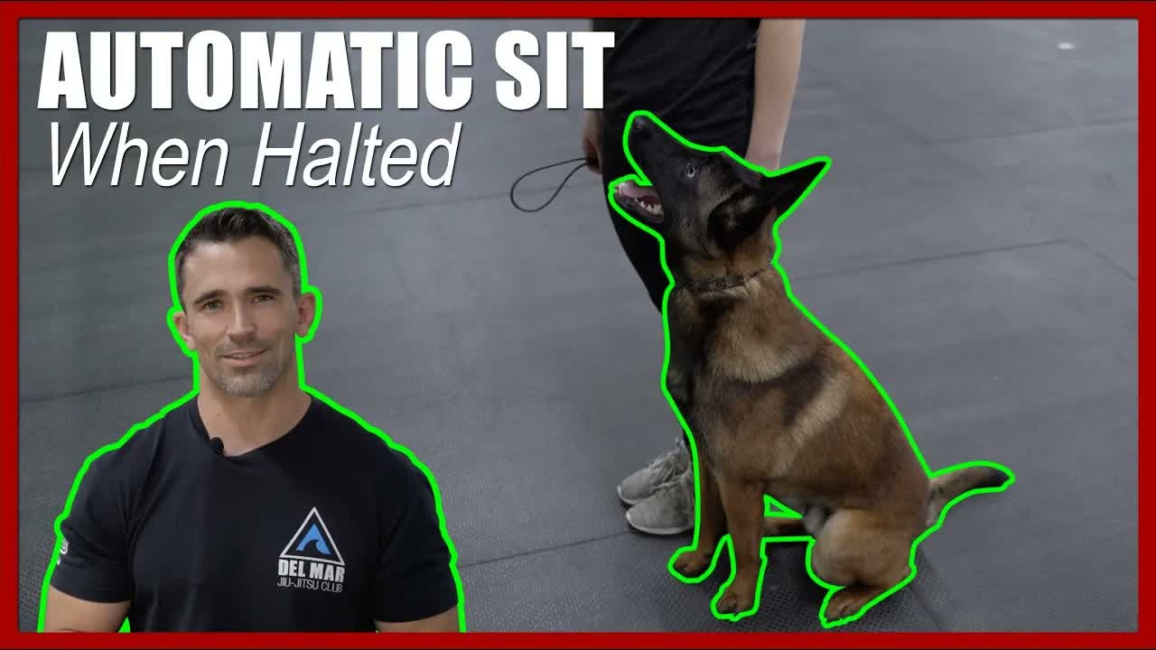 The automatic sit: How trainers teach dogs to respond instantly when ...