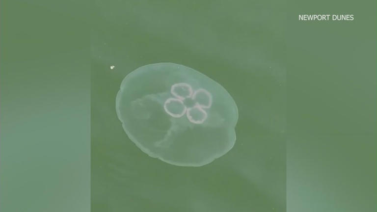 Jellyfish sightings on the rise at popular Southern California beach
