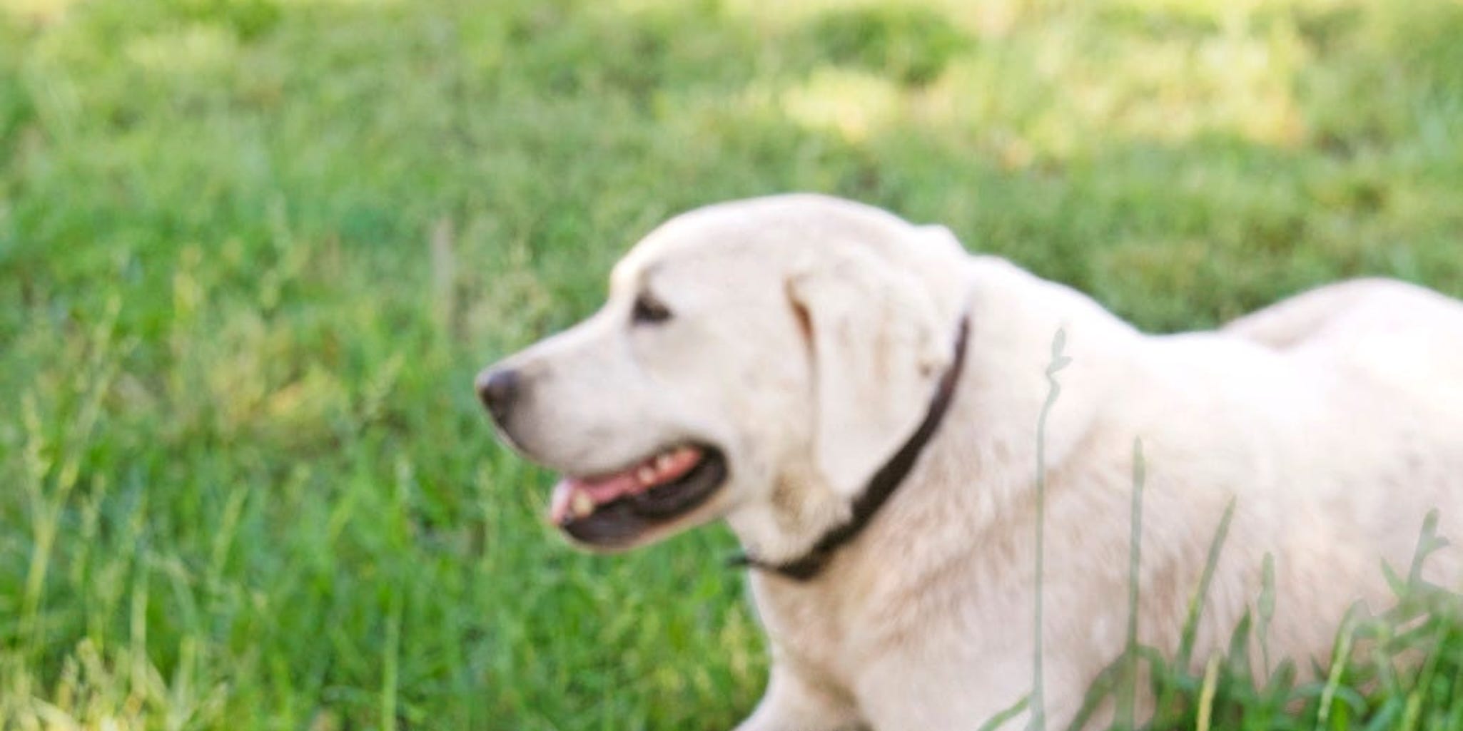 15 friendliest dog breeds known for being wonderful family pets
