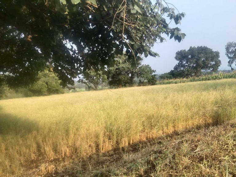 Punjab tightens crop credit rules for Kisan card borrowers
