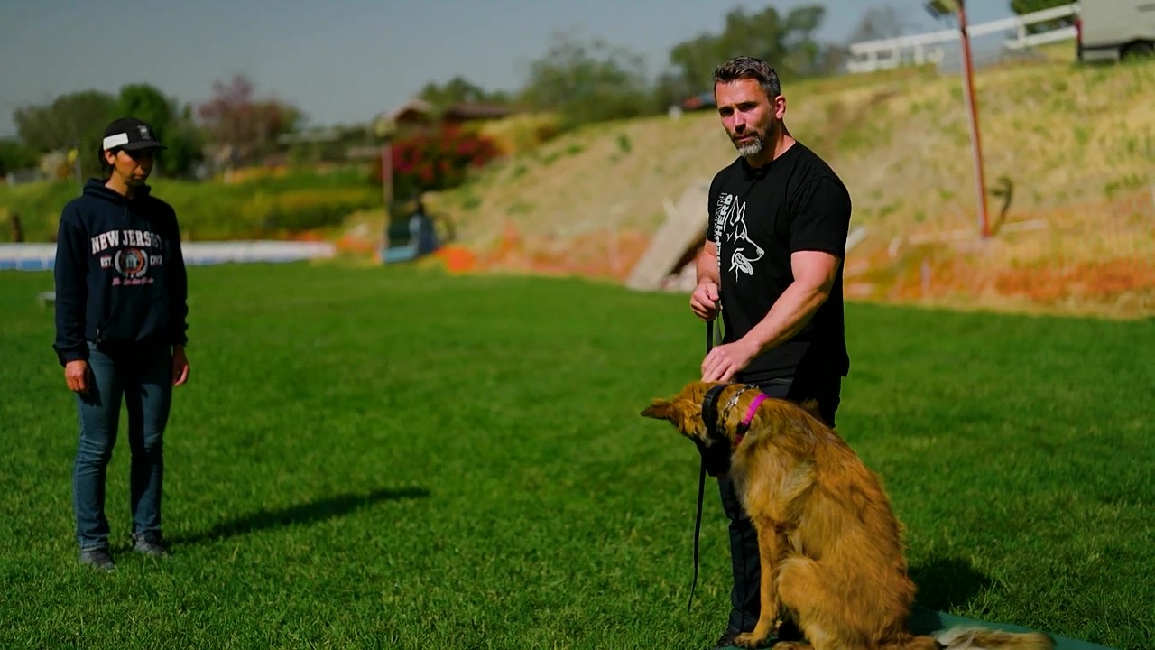 Why distance commands can be so hard for dogs—and how trainers fix it