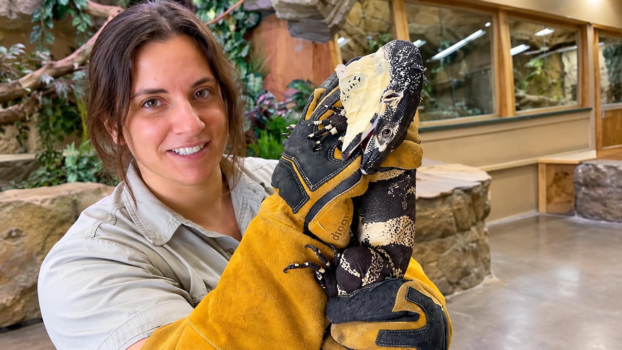 Monitor lizard bit straight through the glove