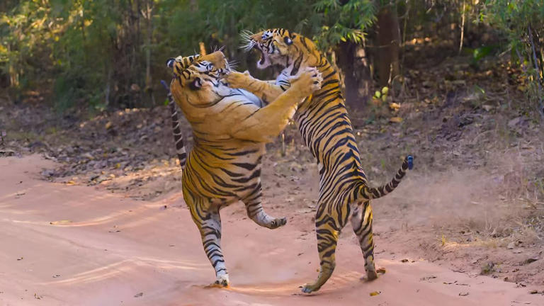 11 staggering close up tiger photographs reveal the athletic power and ...