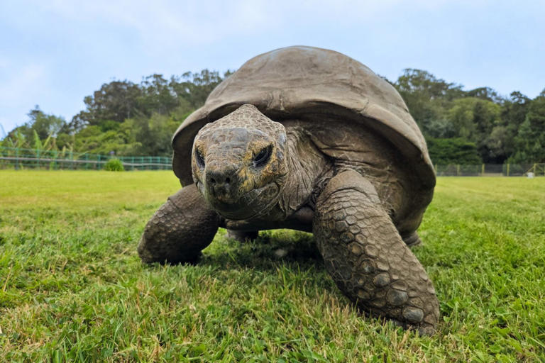 194-year-old tortoise has exceptional DNA repair systems that fight off ...