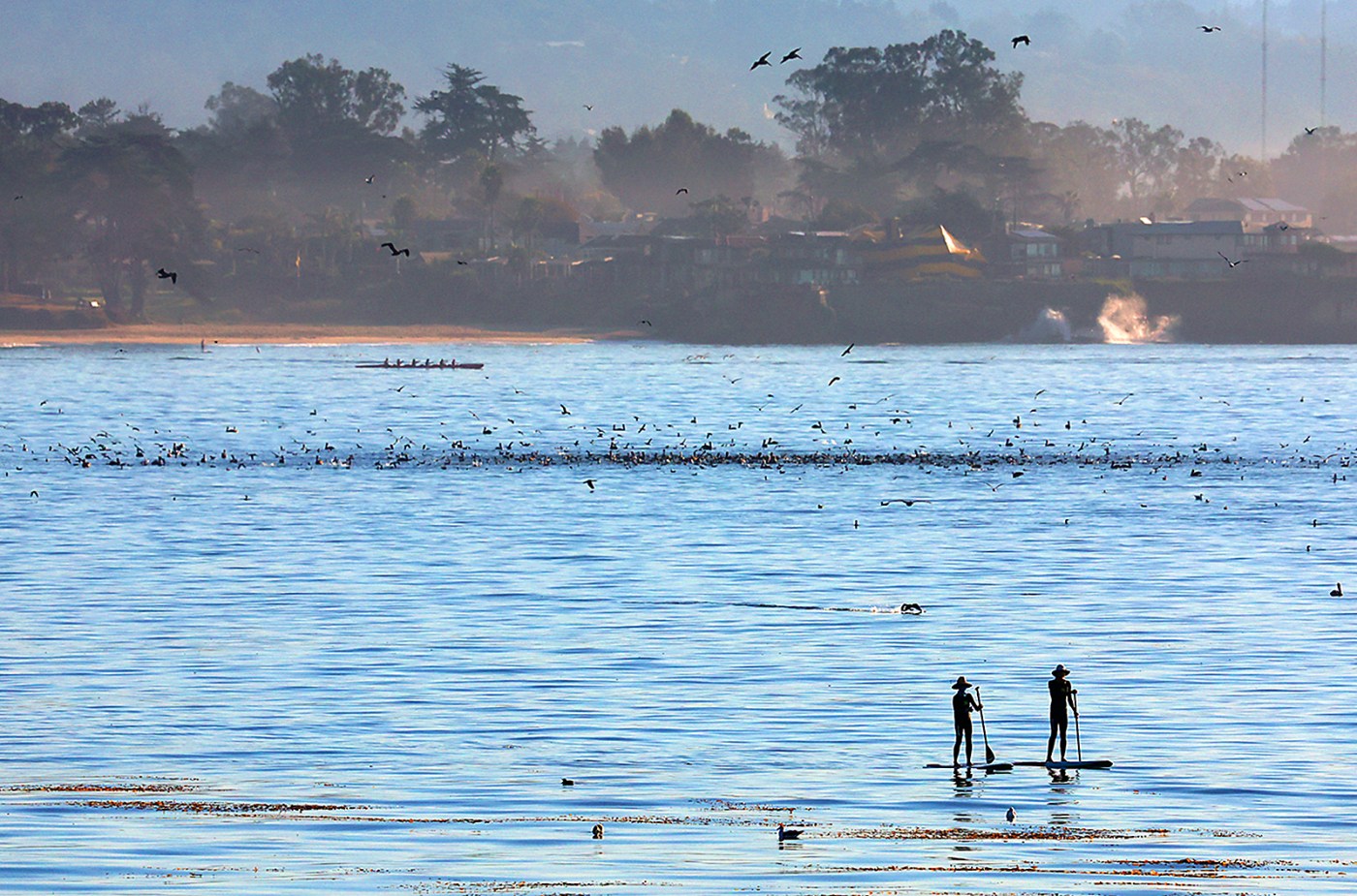 Photos | Monterey Bay hosts feeding frenzy as birds feed on anchovies