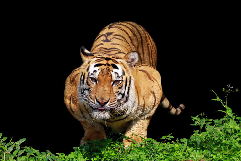 11 staggering close up tiger photographs reveal the athletic power and ...