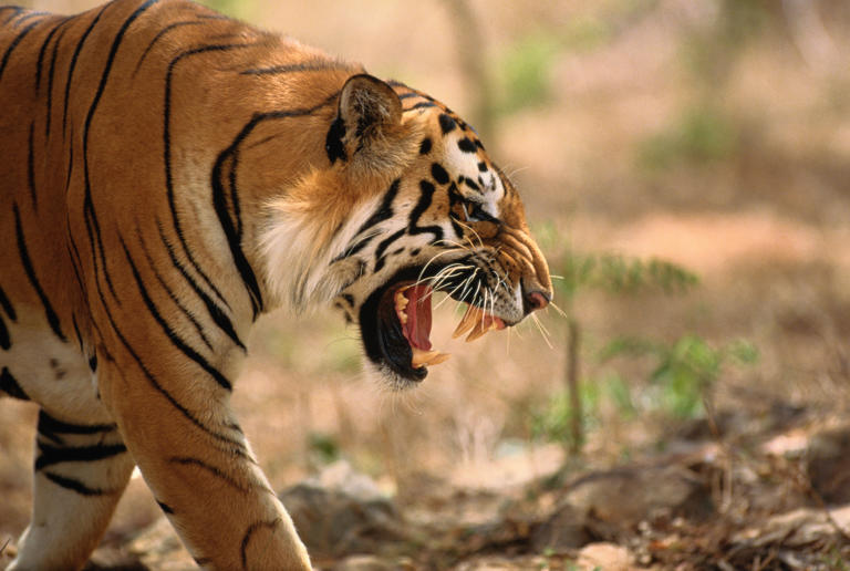 11 staggering close up tiger photographs reveal the athletic power and ...