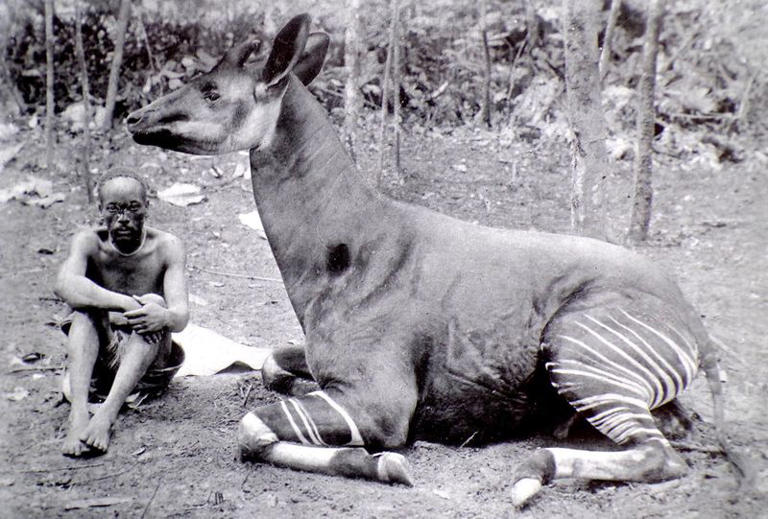 Gorgeous African 'unicorn' slipping off the conservation radar