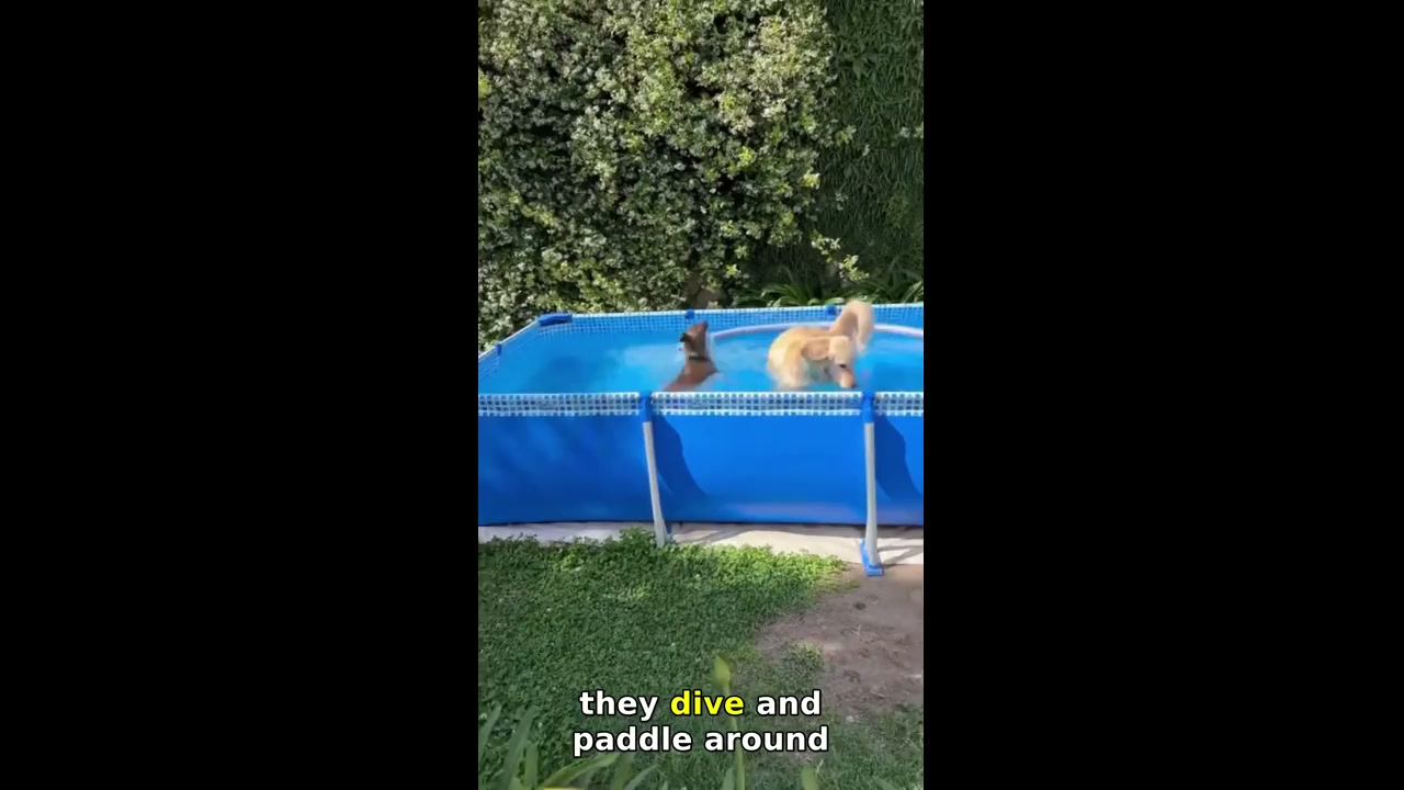 Dogs splash and play in backyard pool