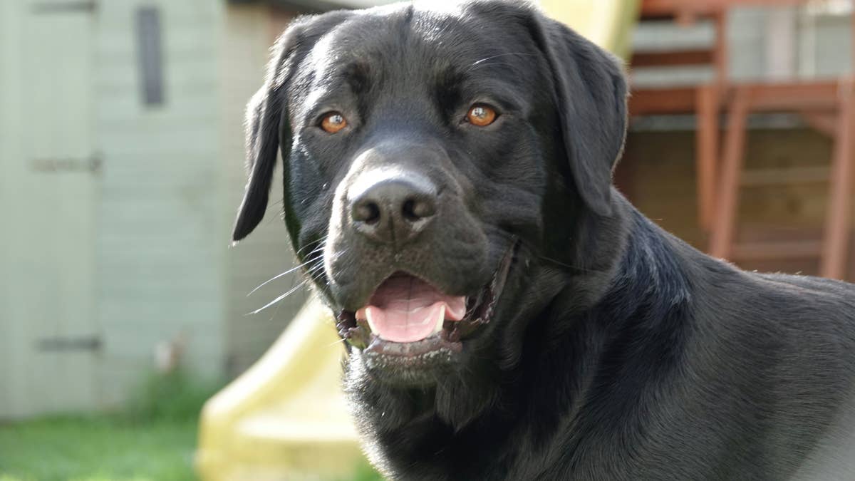 Watch this black Labrador's hilarious reaction to a crying baby