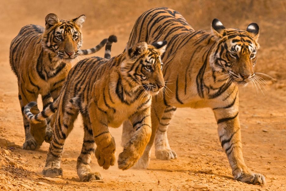 WWF Living Planet Report 2026 reveals rational basis for hope