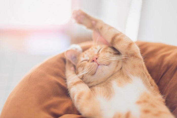 猫の体内では『消化しにくい食べ物』5選 消化不良を起こす理由や表れやすい症状まで