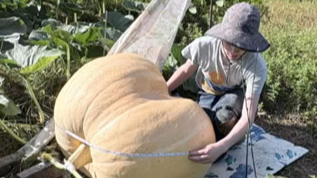 13-year-old carves 500-pound monster pumpkin, planted with seeds from ...