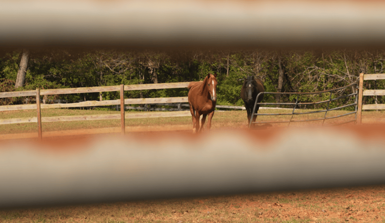 Equine therapy farm could soon be able to have overnight stays