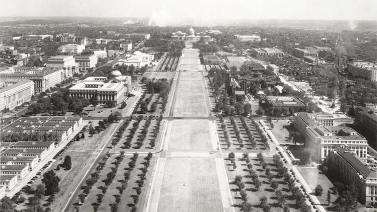 American elm survives for over 150 years and 33 US presidents despite ...