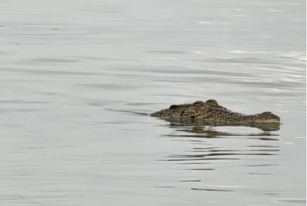 Authorities on alert for croc near popular Kota Kinabalu islands