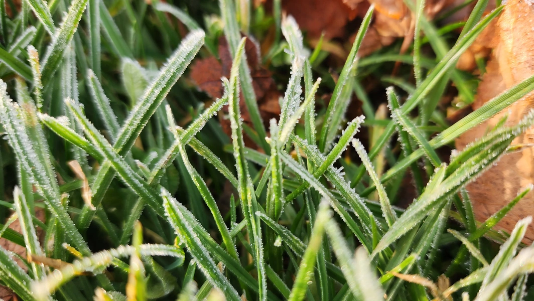 Experts outline key pre-frost steps for healthier spring lawns