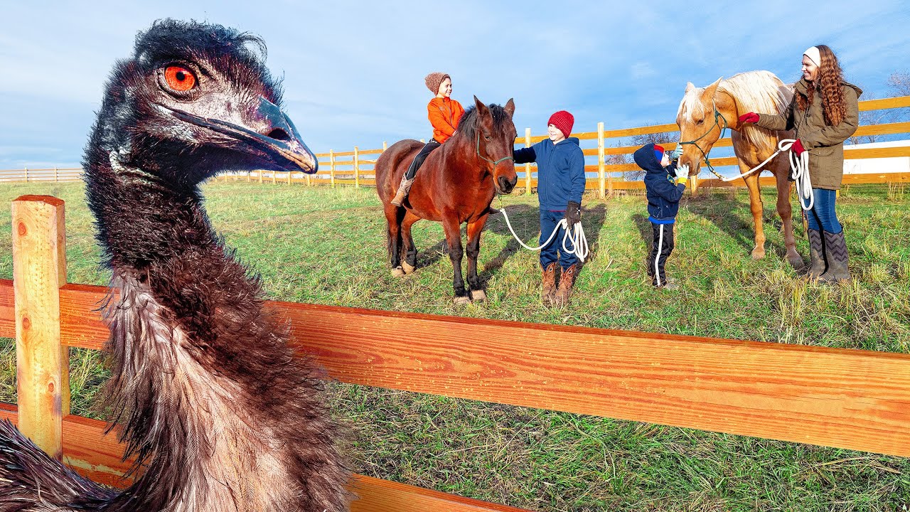 Our emu's sad journey