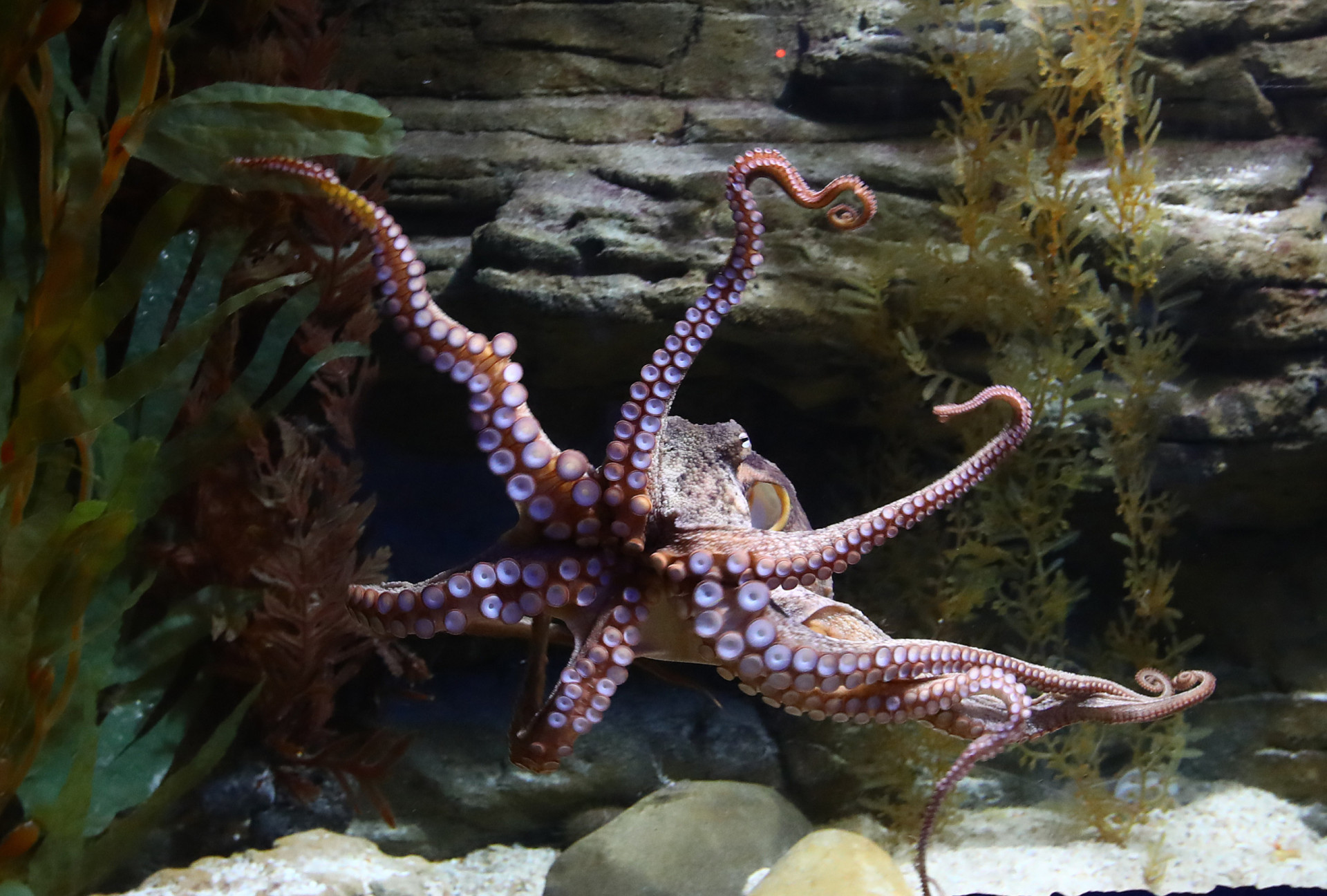 Octopuses strike their lovers with venom