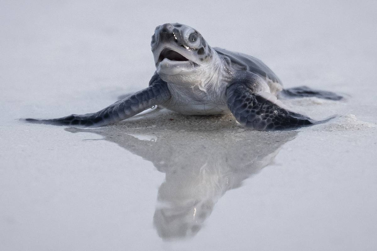 As species decline, green turtles offer glimmer of hope