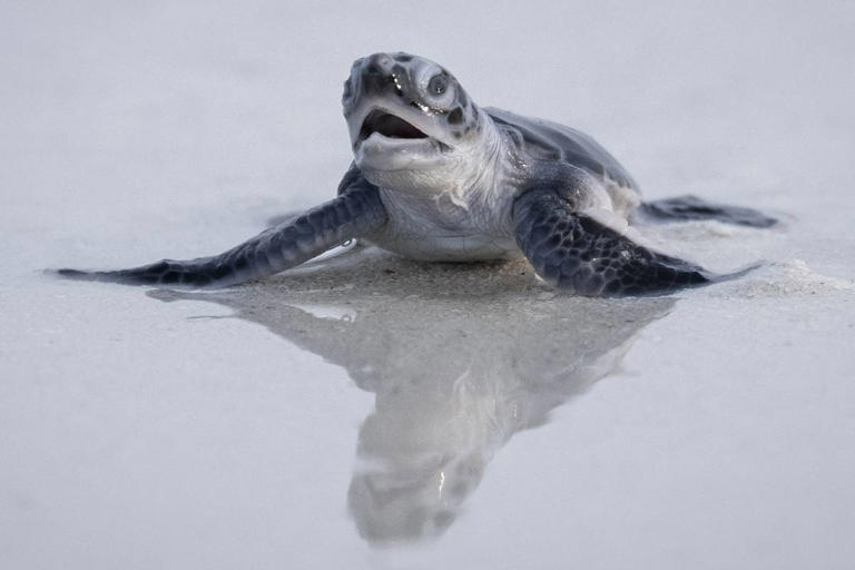 As species decline, green turtles offer glimmer of hope
