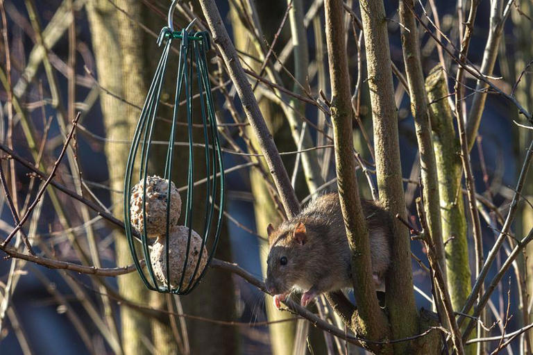Stop rats from invading your garden by removing 1 item that's ...