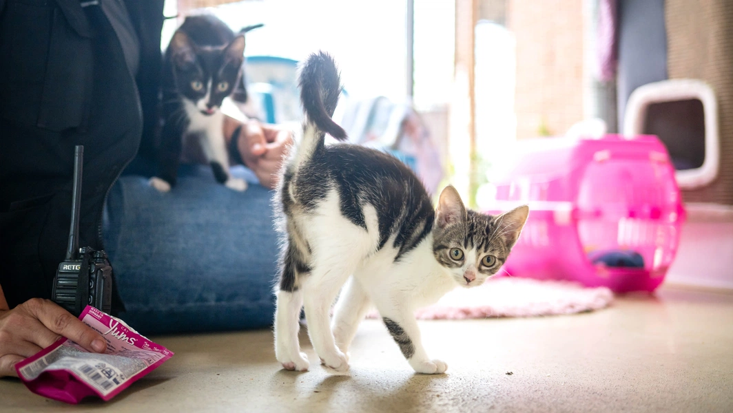 Essential steps for raising healthy kittens