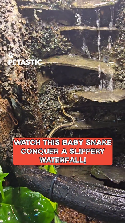 Baby snake climbs waterfall and slides off