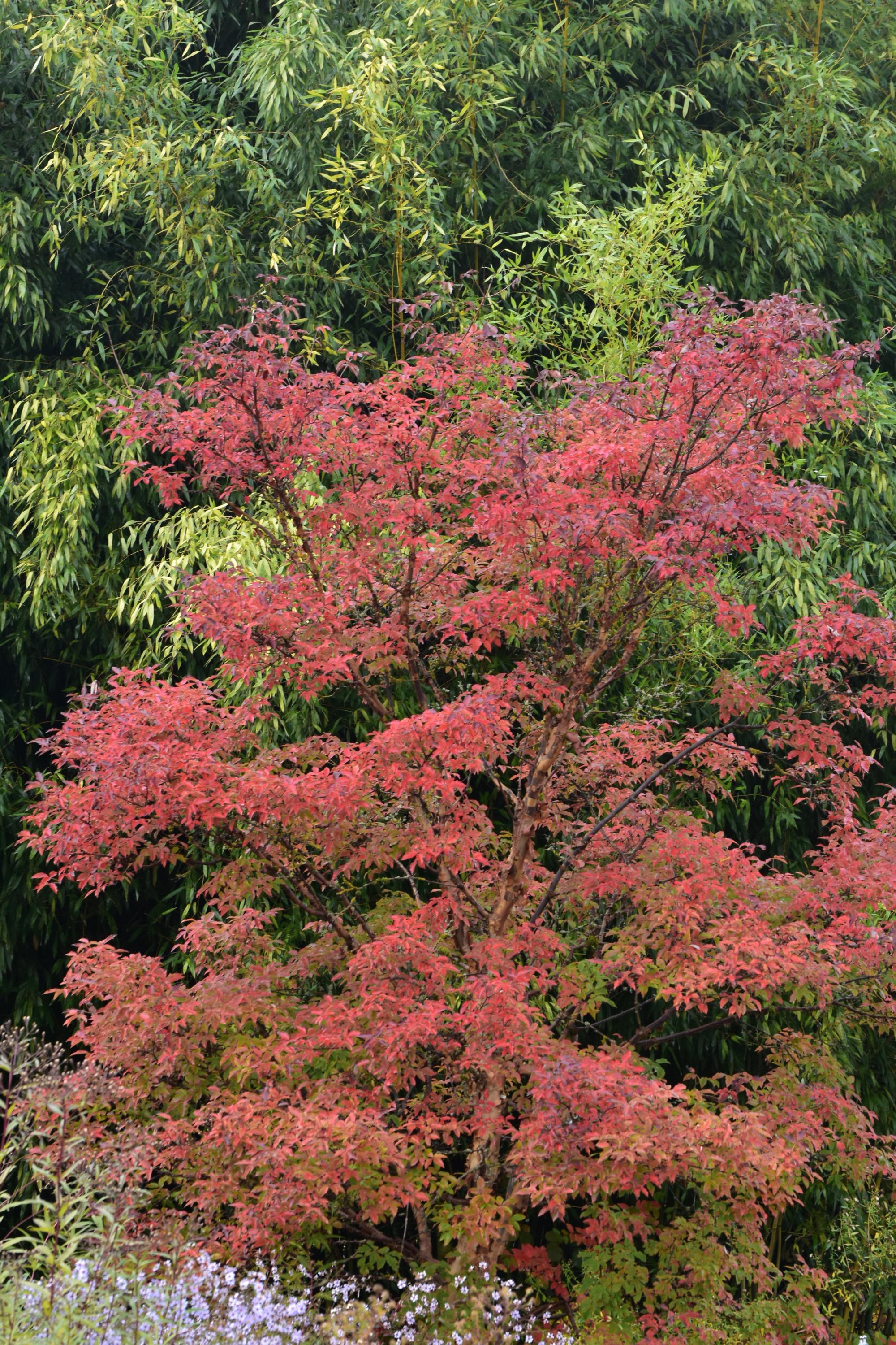 Jardin d’automne : l’érable cannelle, un arbre à planter dès maintenant
