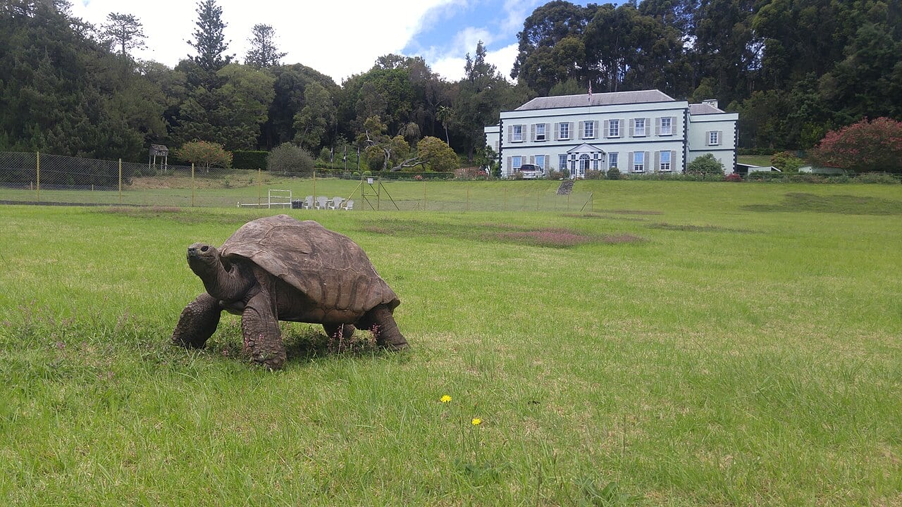 World's oldest tortoise reveals genetic longevity clues