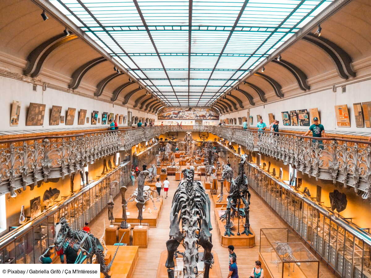 Quel fut le tout premier animal à peupler la Terre?