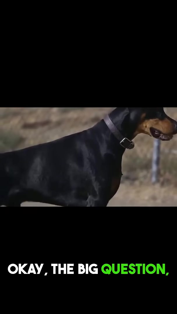 What you need to know before getting a Rottweiler or Doberman!