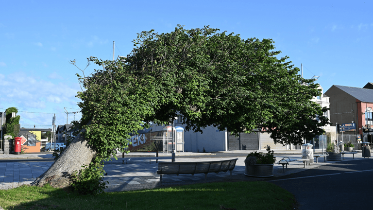 'Bendy' wych elm that survived 'against all odds' wins Tree of the Year ...