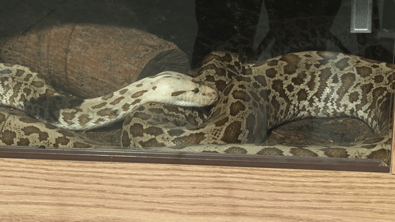 FOX56 investigates concerns into CDE Exotics' remaining animals