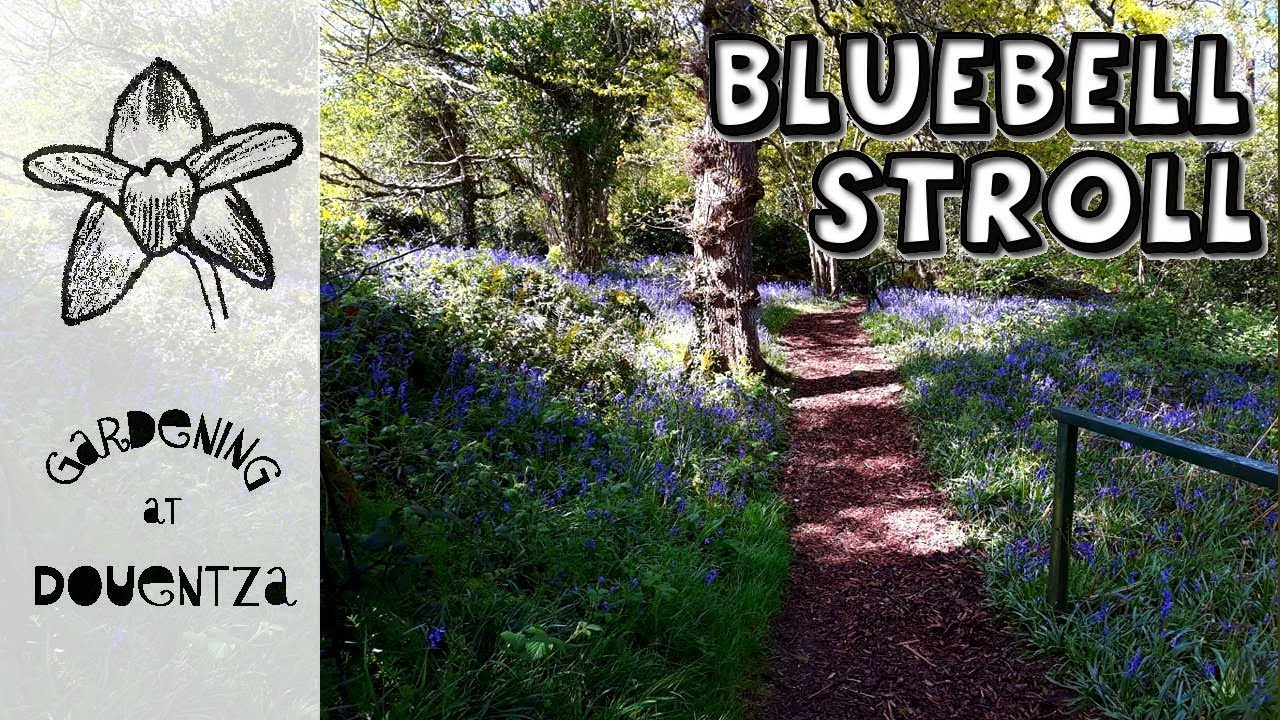 A magical stroll through bluebell filled woodland