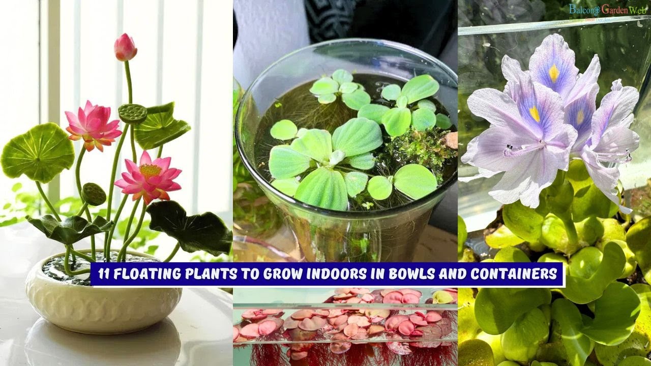These stunning floating plants create a peaceful indoor garden