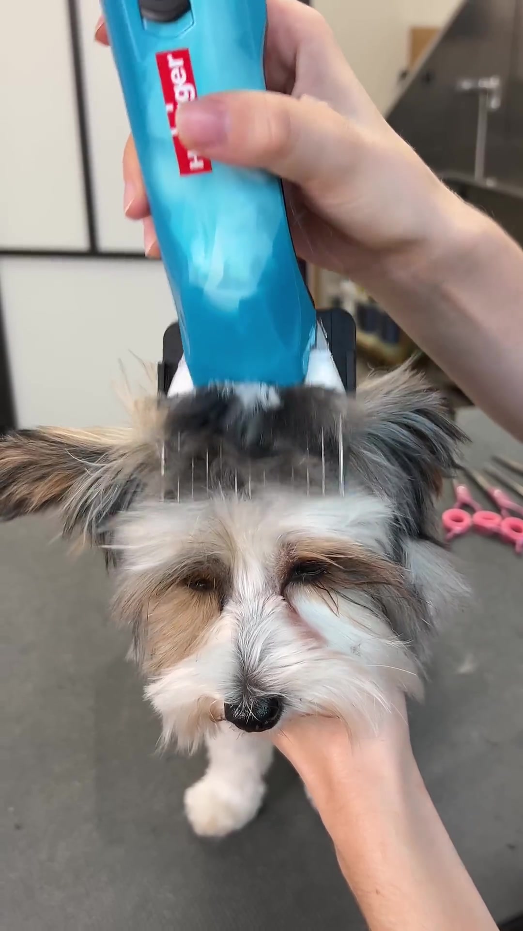 Dog head & face grooming transformation: Pro tips for a flawless finish