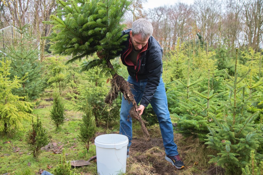 Fayetteville offers free trees to residents during annual Celebration ...
