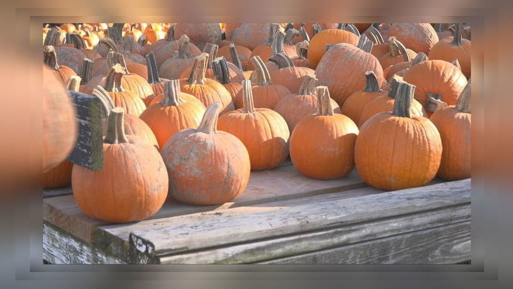 Pumpkin prices climb toward $6.20 amid changing weather patterns