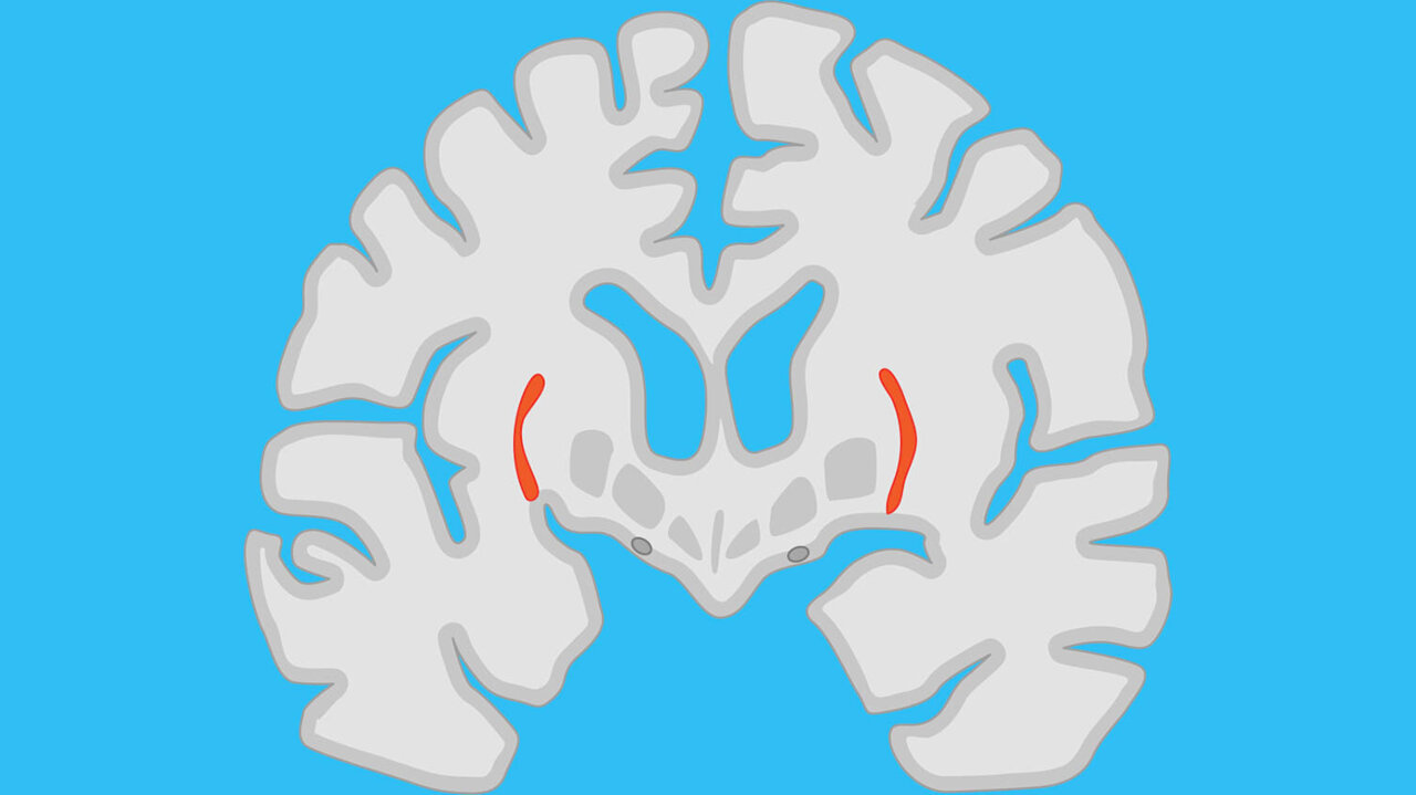 Recordings from hidden brain region reveal clues to how we handle ...