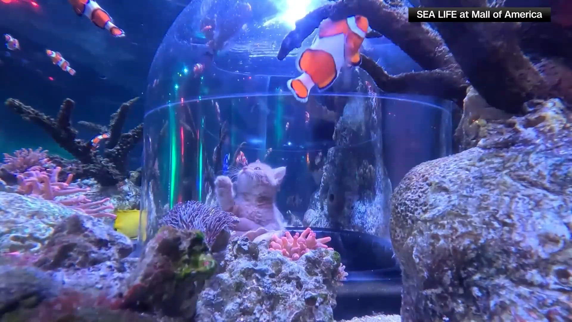 More than a dozen rescue kittens visit SEA LIFE at Mall of America