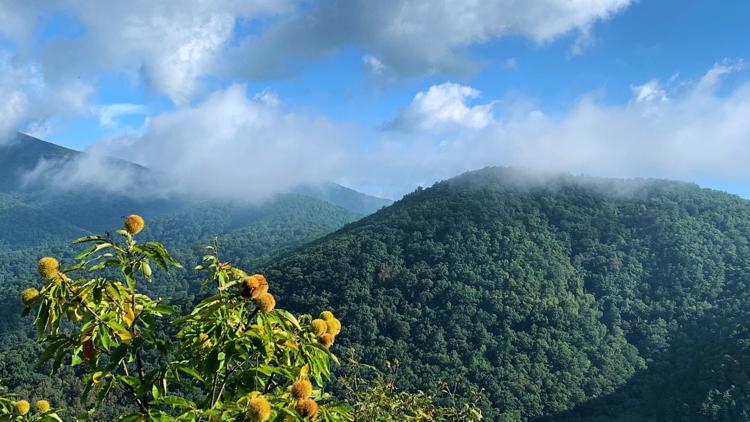 Researchers work to bring back the American chestnut tree