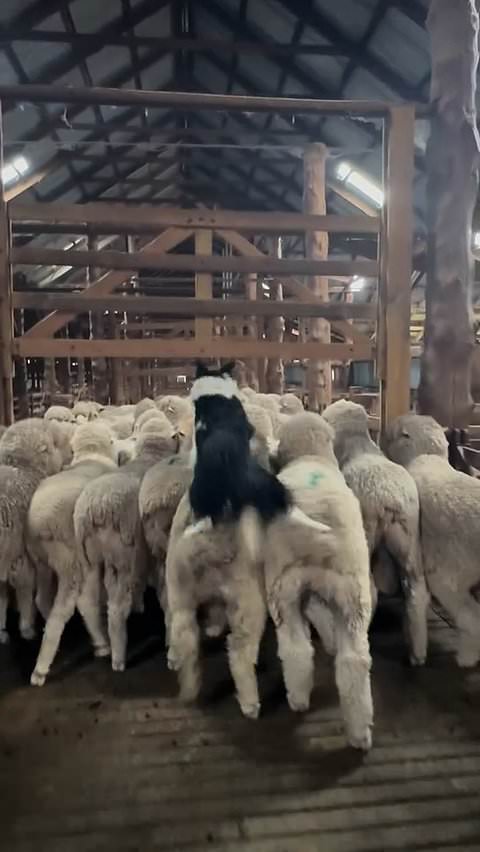 Dog uses unusual method to round up sheep