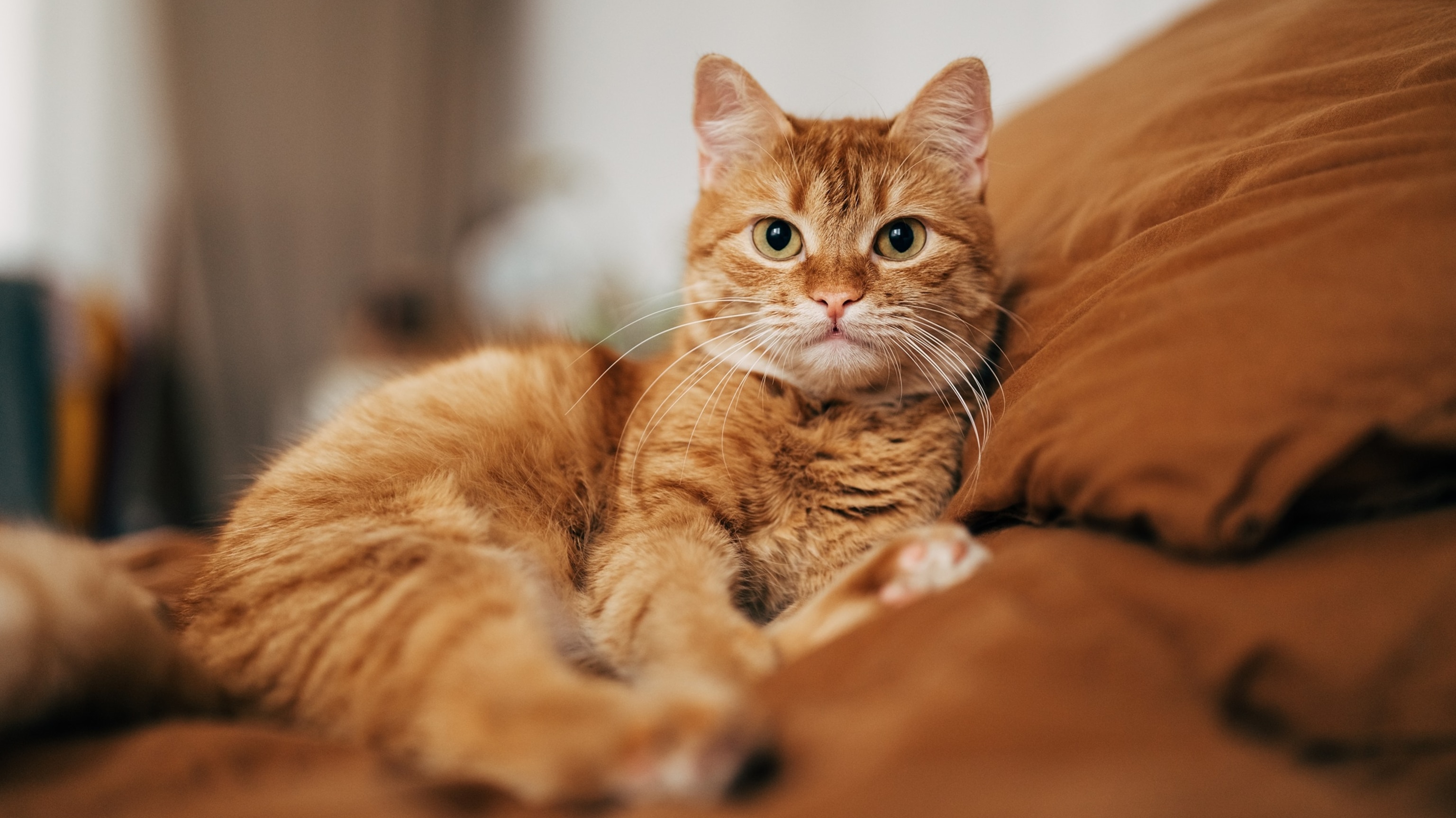 1 in 15 household cats may carry 'Beaver fever' which can infect humans