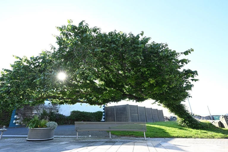 'Bendy' wych elm in Northern Ireland wins Tree of the Year contest