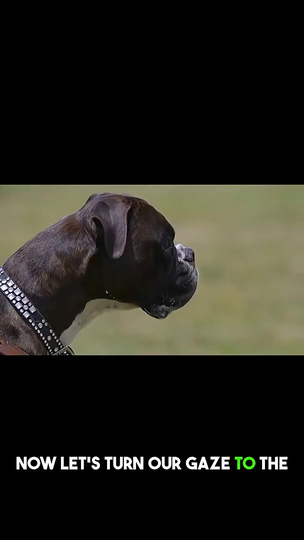 Boxer dogs were born to be heroes!