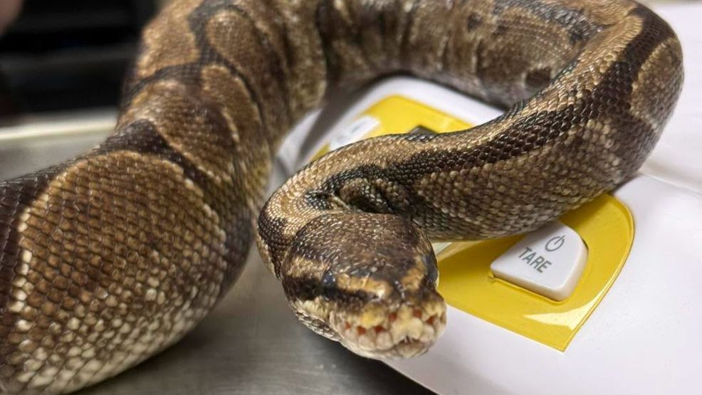 Ball python recovering after rescue from vehicle engine in West Warwick